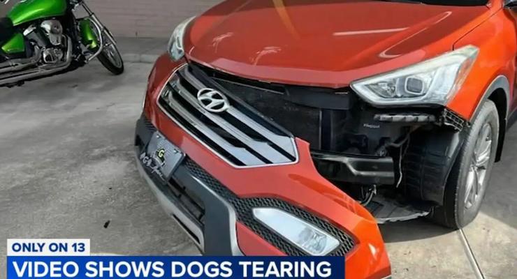 У США собаки погризли автомобілів на 350 000 доларів - фото та відео